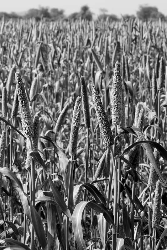 A crop of bajra standing in the fields in village Gopalpura, district Alwar, Rajasthan - a result of Rajendra Singh's water conservation efforts